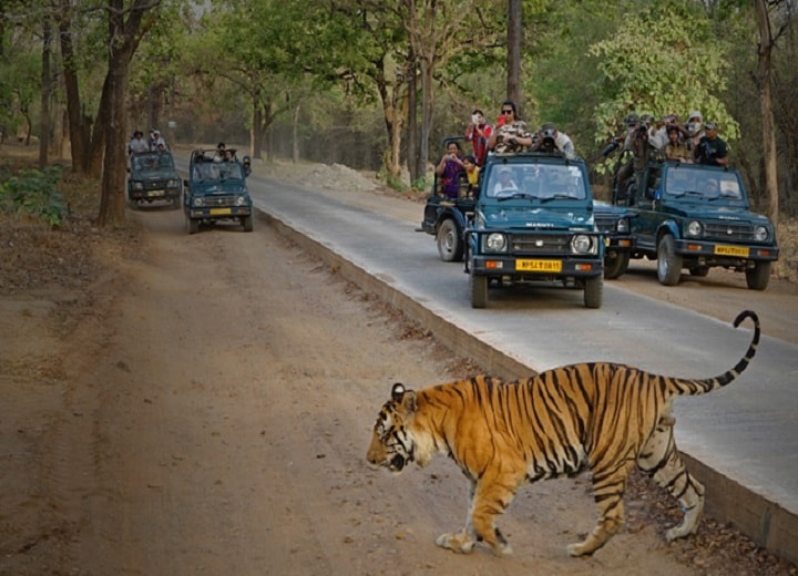 Wildlife Safari